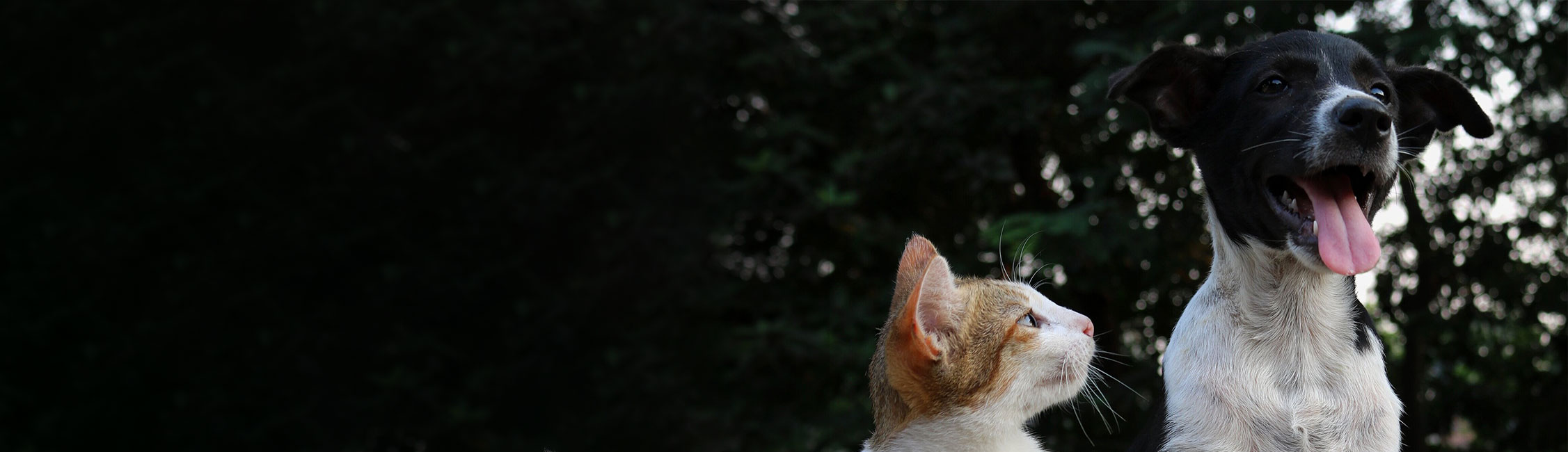 Pet Age Calculator Swanson Road Veterinary Clinic